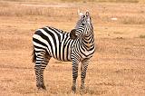 TANZANIA - Ngorongoro Crater - 04